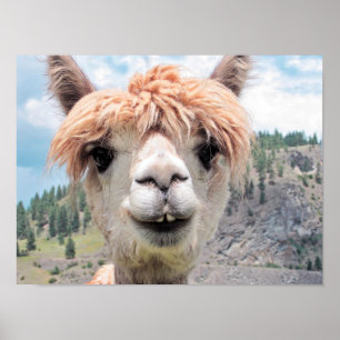Niedliches Lächeln Alpaca Foto Image Poster