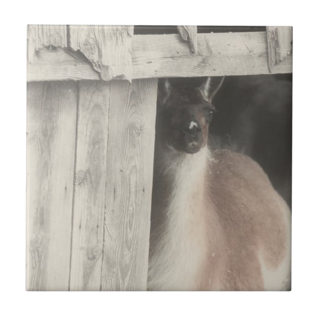 Niedliches Lama Schwarz/Weiß Fliese (Vorderseite)