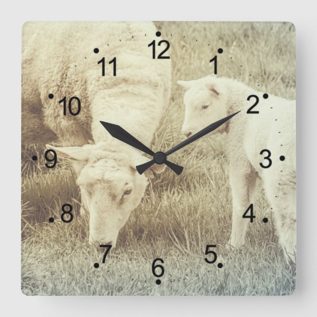 Niedliches Lamm und Mama Ewe Sheep Quadratische Wanduhr (Vorderseite)