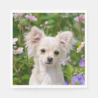 Niedliches Langhaar Chihuahua Dog Welpe Foto auf -