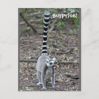 Niedliches Lemur-Foto Postkarte
