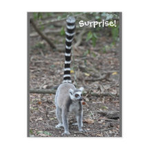 Niedliches Lemur-Foto