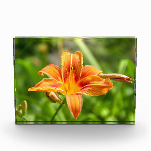 Niedliches Lily Blume Foto