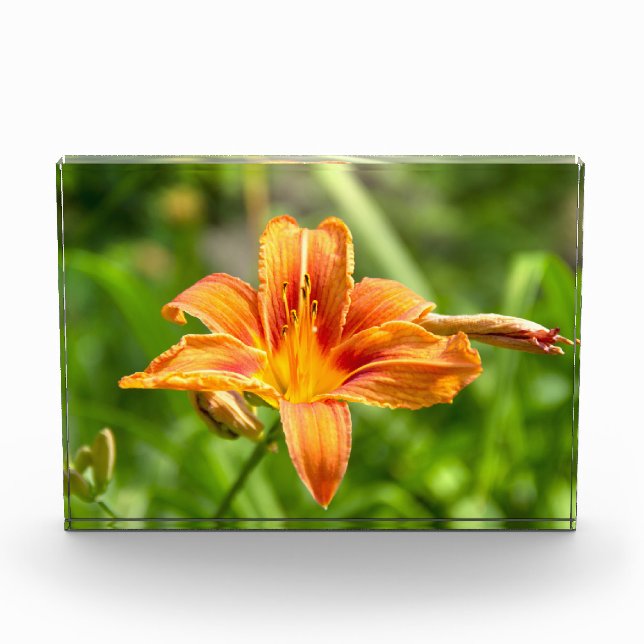 Niedliches Lily Blume Foto (Vorderseite)