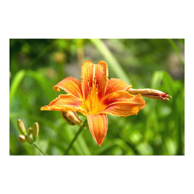 Niedliches Lily Blume Foto (Vorne)