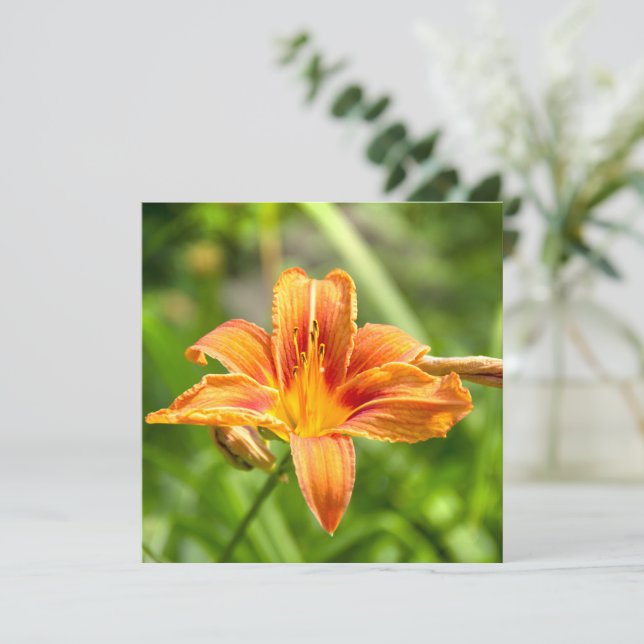Niedliches Lily Blume Foto (Stehend Vorderseite)