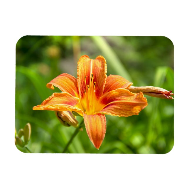 Niedliches Lily Blume Foto Magnet (Horizontal)
