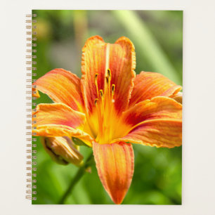Niedliches Lily Blume Foto Planer