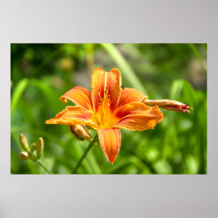 Niedliches Lily Blume Foto Poster