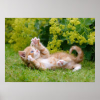Niedliches, lustiges Katzenkätzchen in einem Blume