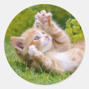 Niedliches, lustiges Katzenkätzchen in einem Blume Runder Aufkleber