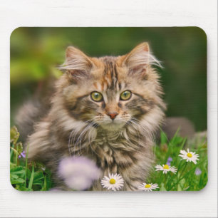 Niedliches Maincoon Kitten Katze in Blume Wiesenvo Mousepad