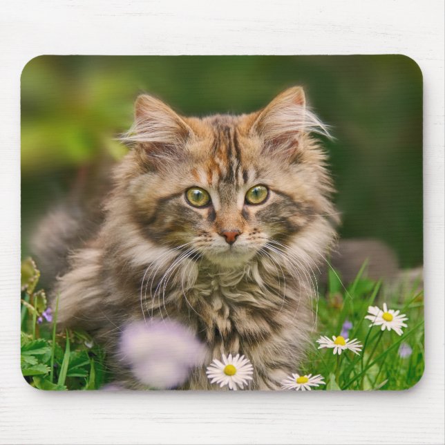 Niedliches Maincoon Kitten Katze in Blume Wiesenvo Mousepad (Vorne)