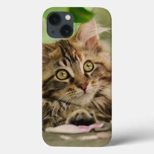 Niedliches Maine Coon Cat Kitten Foto Portrait - Case-Mate iPhone Hülle