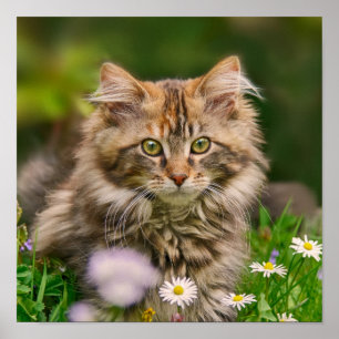 Niedliches Maine Coon Kitten Cat Animal Foto Poster