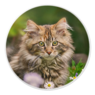 Niedliches Maine Coon Kitten Cat Pet Foto - dekora Keramikknauf