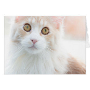 Niedliches Maine-Waschbärkätzchen