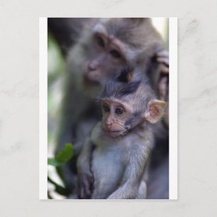 Niedliches Makakenbaby Postkarte