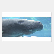 Niedliches Manatee, das an den Stickern herausheck