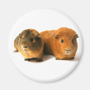 niedliches Meerschweinchen Magnet