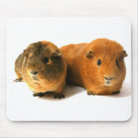 niedliches Meerschweinchen