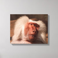 Niedliches Monkey Poster
