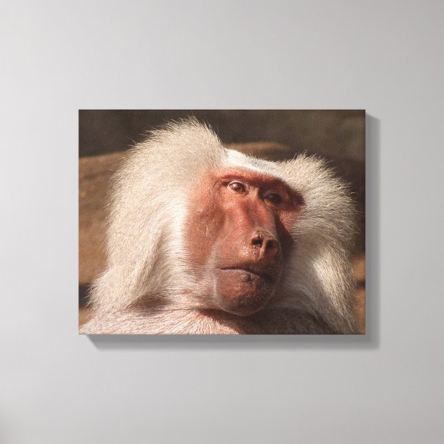Niedliches Monkey Poster Leinwanddruck (Vorderseite)