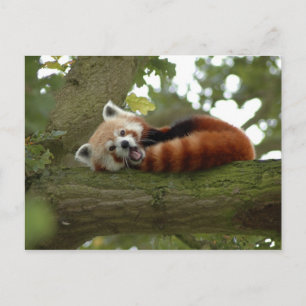 Niedliches Naturziel des Roten Panda Postkarte