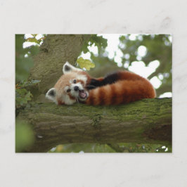 Niedliches Naturziel des Roten Panda Postkarte