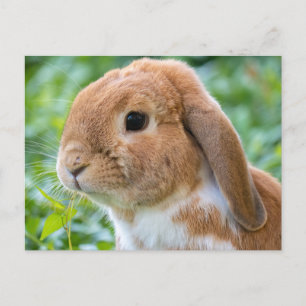 Niedliches Orange und Weiß Postkarte