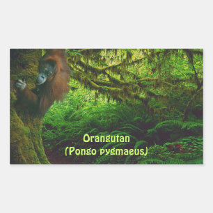 Niedliches Orangutan-Spiel im Dschungelaufkleber Rechteckiger Aufkleber