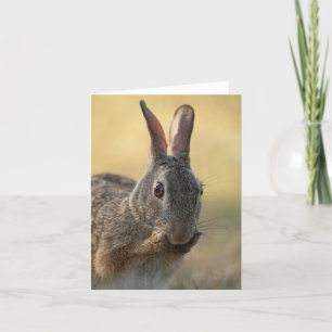 Niedliches Ostwaldkaninchen-Kaninchen-Foto - wild Feiertagskarte