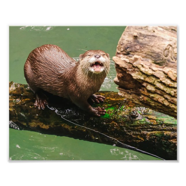 Niedliches Otter lachen auf Log in Water Fotodruck (Vorne)