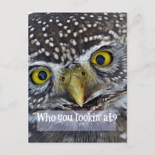 Niedliches Owl-Gesicht Postkarte (Vorderseite)