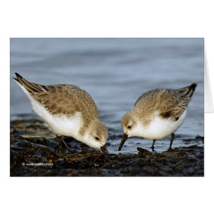 Niedliches Paar Sanderlings Sandpipers Shares a Me