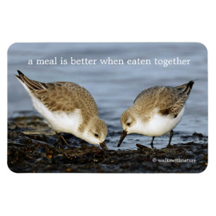 Niedliches Paar Sanderlings Sandpipers Shares a Me Magnet