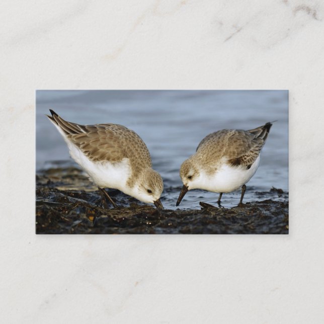 Niedliches Paar Sanderlings Sandpipers Shares a Me Visitenkarte (Vorderseite)