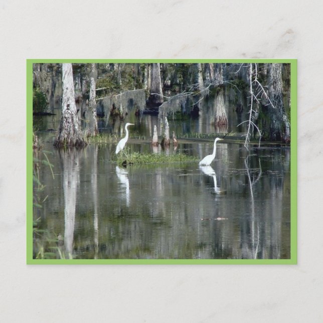 Niedliches Paar von Louisiana Herons in Wasser in  Postkarte (Vorderseite)