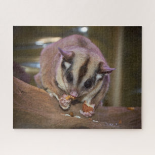 Niedliches Pet Sugar Glider Eating Puzzle