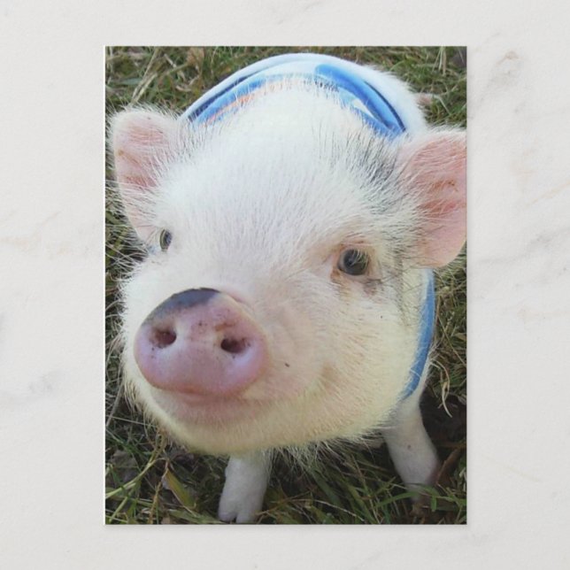 Niedliches Pfeifschwanz Postkarte (Vorderseite)