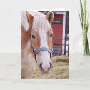 Niedliches Pferdegefühl besser Karte