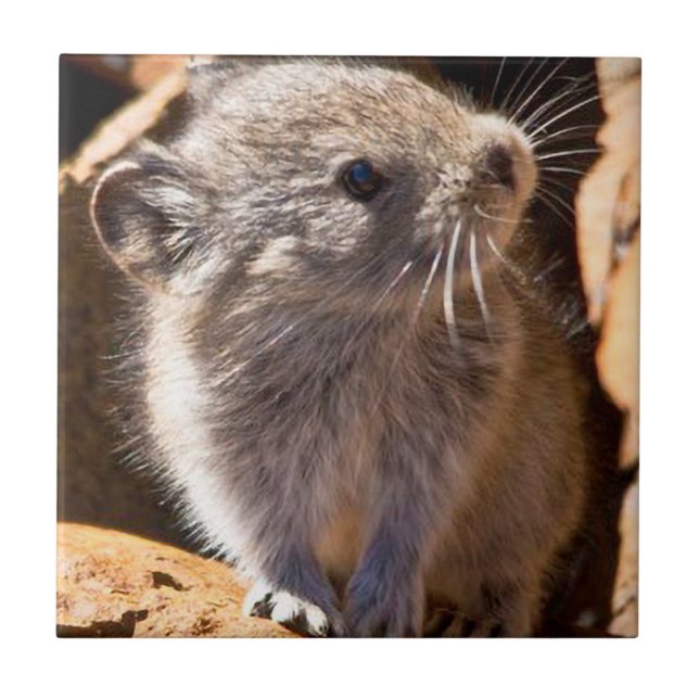 Niedliches Pika-Foto für Ihre Küche Fliese (Vorderseite)