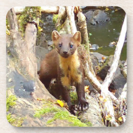 Niedliches Pine Marten Hartkunststoff 6 Untersetze Getränkeuntersetzer