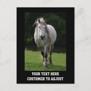 Niedliches Ponyfoto Postkarte