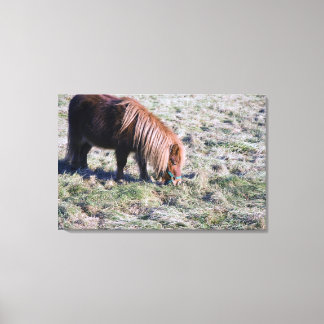 Niedliches Ponyweiden auf dem Paddock. Leinwanddruck