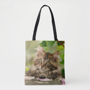 Niedliches Portrait Maine Coon Cat Kitten Foto Sho