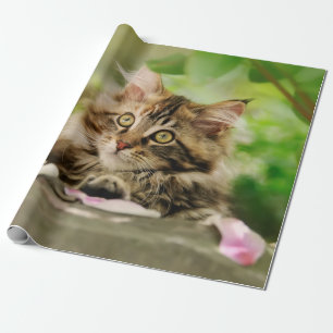 Niedliches Portrait Maine Coon Cat Kitten in einem Geschenkpapier