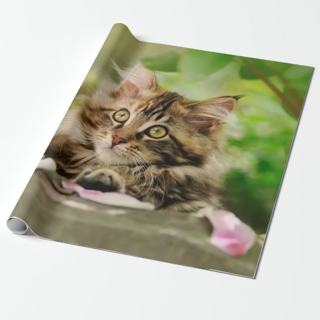 Niedliches Portrait Maine Coon Cat Kitten in einem Geschenkpapier (Ungerollt)