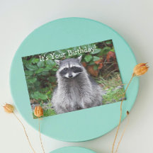 Niedliches Posen Raccoon Funny Wildlife Geburtstag