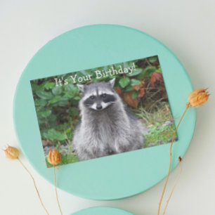 Niedliches Posen Raccoon Funny Wildlife Geburtstag Karte